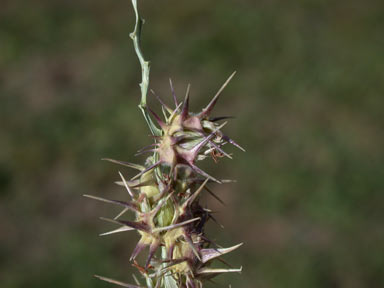 APII jpeg image of Cenchrus spinifex  © contact APII