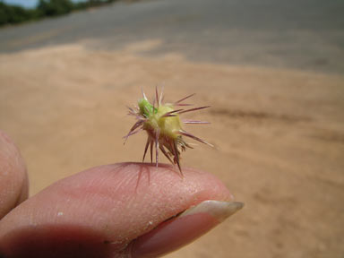 APII jpeg image of Cenchrus spinifex  © contact APII