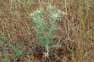 APII jpeg image of Centaurea calcitrapa  © contact APII