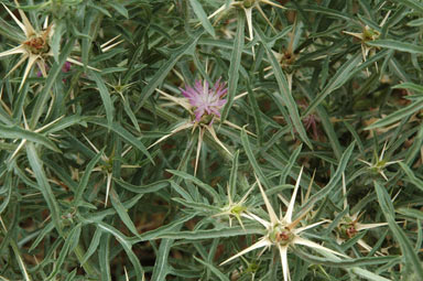 APII jpeg image of Centaurea calcitrapa  © contact APII