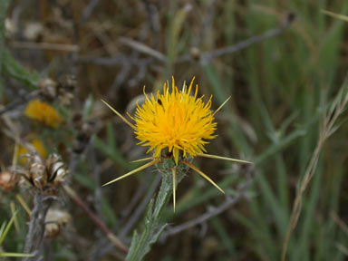 APII jpeg image of Centaurea solstitialis  © contact APII