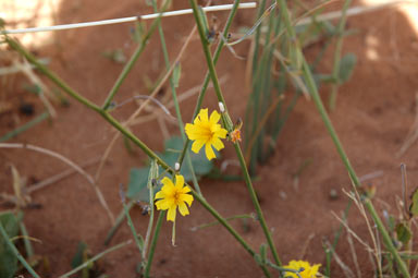 APII jpeg image of Chondrilla juncea  © contact APII