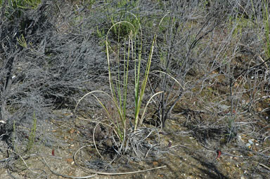 APII jpeg image of Cortaderia sp.  © contact APII