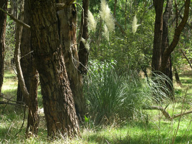 APII jpeg image of Cortaderia sp.  © contact APII