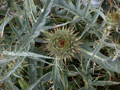 APII jpeg image of Cynara cardunculus  © contact APII