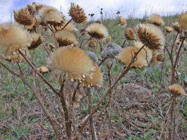 APII jpeg image of Cynara cardunculus  © contact APII