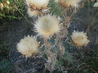 APII jpeg image of Cynara cardunculus  © contact APII