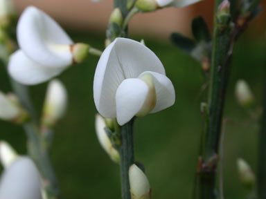 APII jpeg image of Cytisus multiflorus  © contact APII