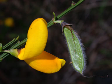 APII jpeg image of Cytisus scoparius  © contact APII