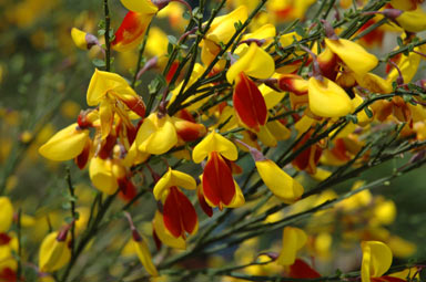 APII jpeg image of Cytisus scoparius  © contact APII