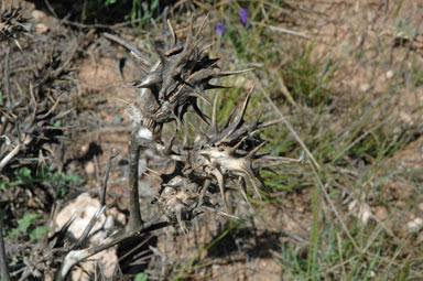 APII jpeg image of Datura ferox  © contact APII