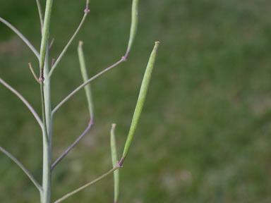 APII jpeg image of Diplotaxis tenuifolia  © contact APII