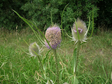 APII jpeg image of Dipsacus fullonum  © contact APII