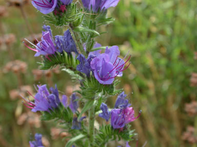 APII jpeg image of Echium vulgare  © contact APII