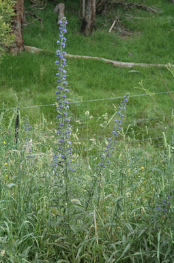 APII jpeg image of Echium vulgare  © contact APII