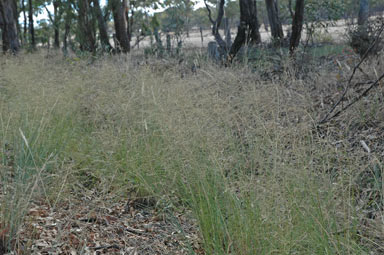 APII jpeg image of Eragrostis curvula  © contact APII