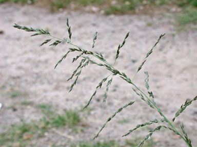 APII jpeg image of Eragrostis curvula  © contact APII