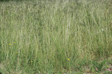 APII jpeg image of Eragrostis curvula  © contact APII