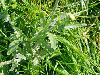 APII jpeg image of Leucanthemum vulgare  © contact APII