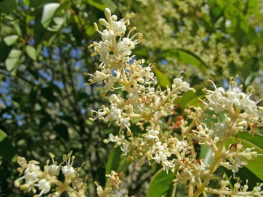 APII jpeg image of Ligustrum lucidum  © contact APII