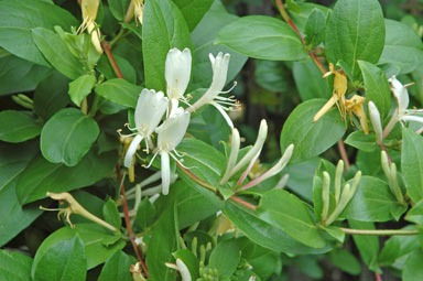 APII jpeg image of Lonicera japonica  © contact APII