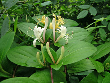 APII jpeg image of Lonicera japonica  © contact APII