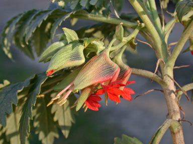 APII jpeg image of Melianthus comosus  © contact APII