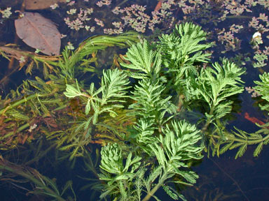 APII jpeg image of Myriophyllum aquaticum  © contact APII