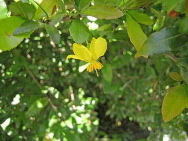 APII jpeg image of Ochna serrulata  © contact APII