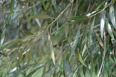 APII jpeg image of Olea europaea subsp. cuspidata  © contact APII