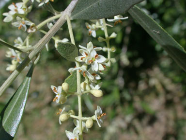 APII jpeg image of Olea europaea  © contact APII