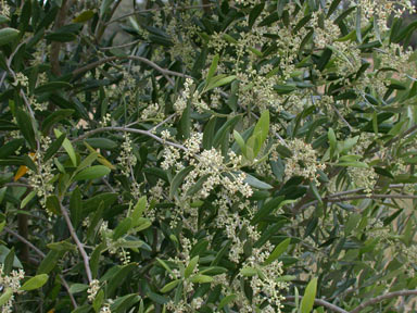 APII jpeg image of Olea europaea  © contact APII