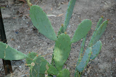 APII jpeg image of Opuntia elatior  © contact APII