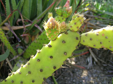 APII jpeg image of Opuntia schickendantzii  © contact APII