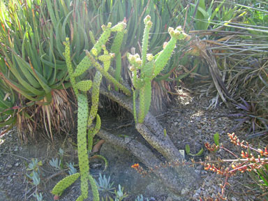 APII jpeg image of Opuntia schickendantzii  © contact APII