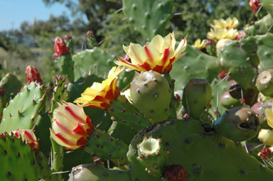 APII jpeg image of Opuntia monacantha  © contact APII