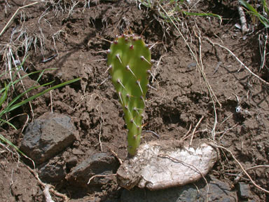 APII jpeg image of Opuntia monacantha  © contact APII