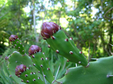 APII jpeg image of Opuntia monacantha  © contact APII