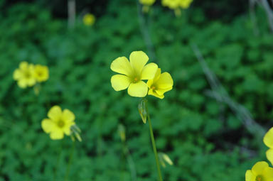 APII jpeg image of Oxalis pes-caprae  © contact APII