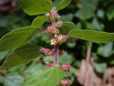 APII jpeg image of Parietaria judaica  © contact APII