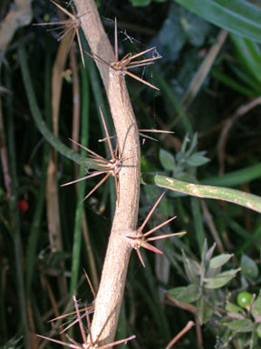 APII jpeg image of Pereskia aculeata  © contact APII