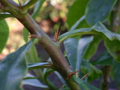 APII jpeg image of Pereskia aculeata  © contact APII