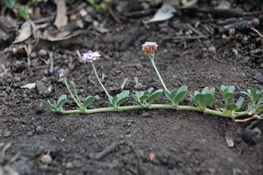 APII jpeg image of Phyla canescens  © contact APII