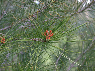 APII jpeg image of Pinus halepensis  © contact APII