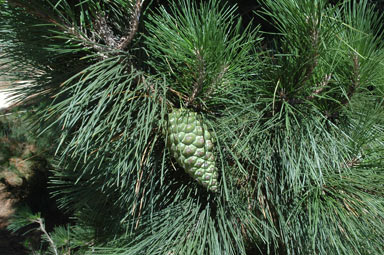 APII jpeg image of Pinus radiata  © contact APII