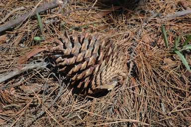 APII jpeg image of Pinus radiata  © contact APII