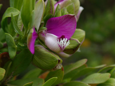 APII jpeg image of Polygala myrtifolia  © contact APII