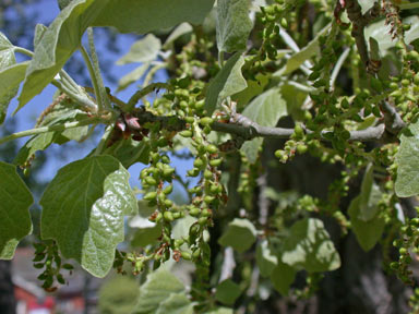 APII jpeg image of Populus alba  © contact APII