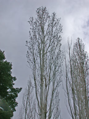 APII jpeg image of Populus nigra  © contact APII