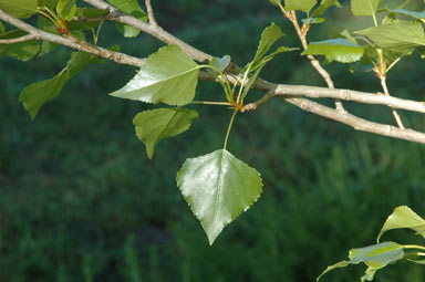 APII jpeg image of Populus nigra  © contact APII